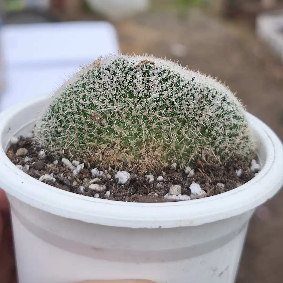 Cactus crestado  3