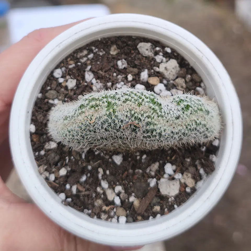 Cactus crestado  4