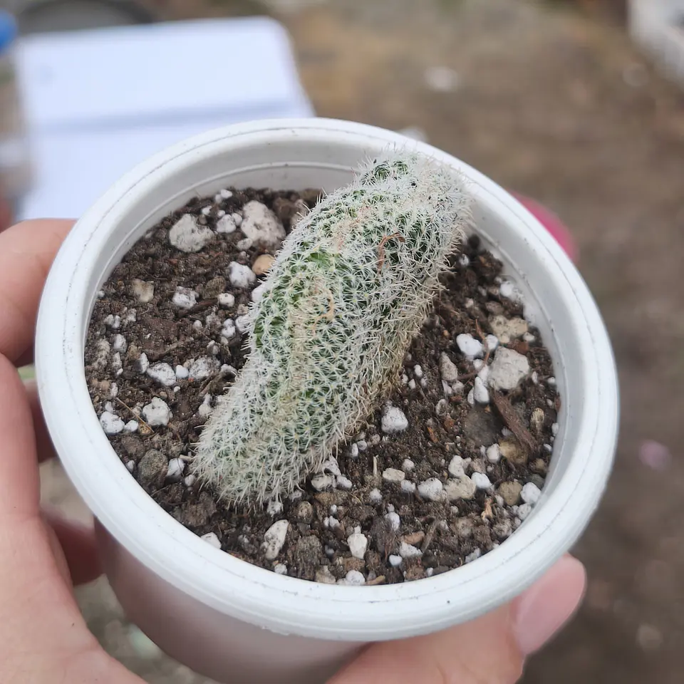 Cactus crestado  5