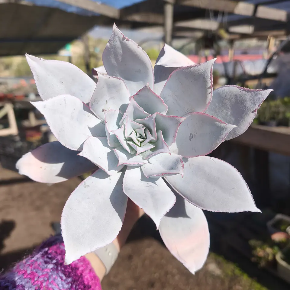 Echeveria Cante 1