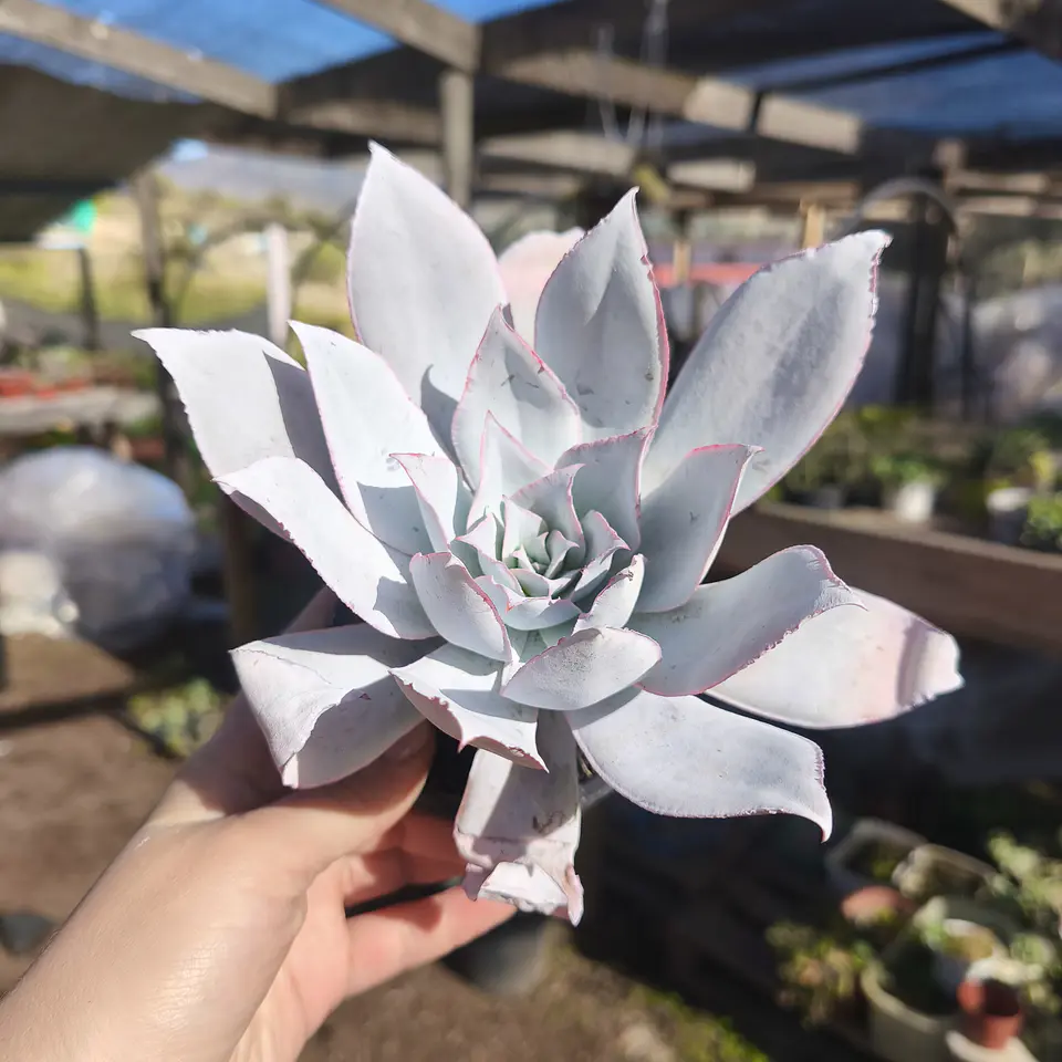 Echeveria Cante 2