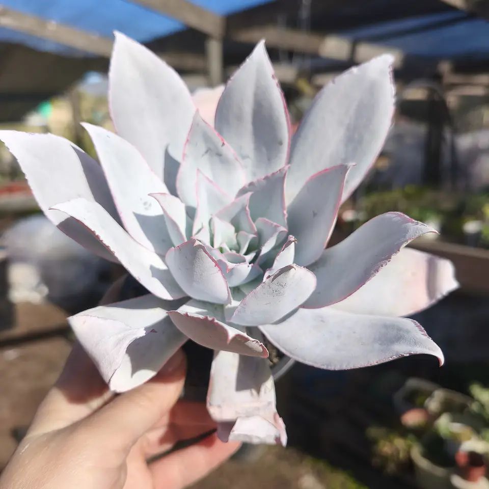 Echeveria Cante 3