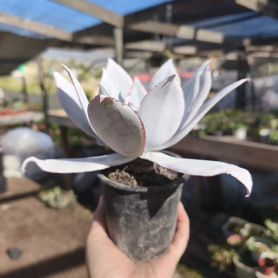 Echeveria Cante 4