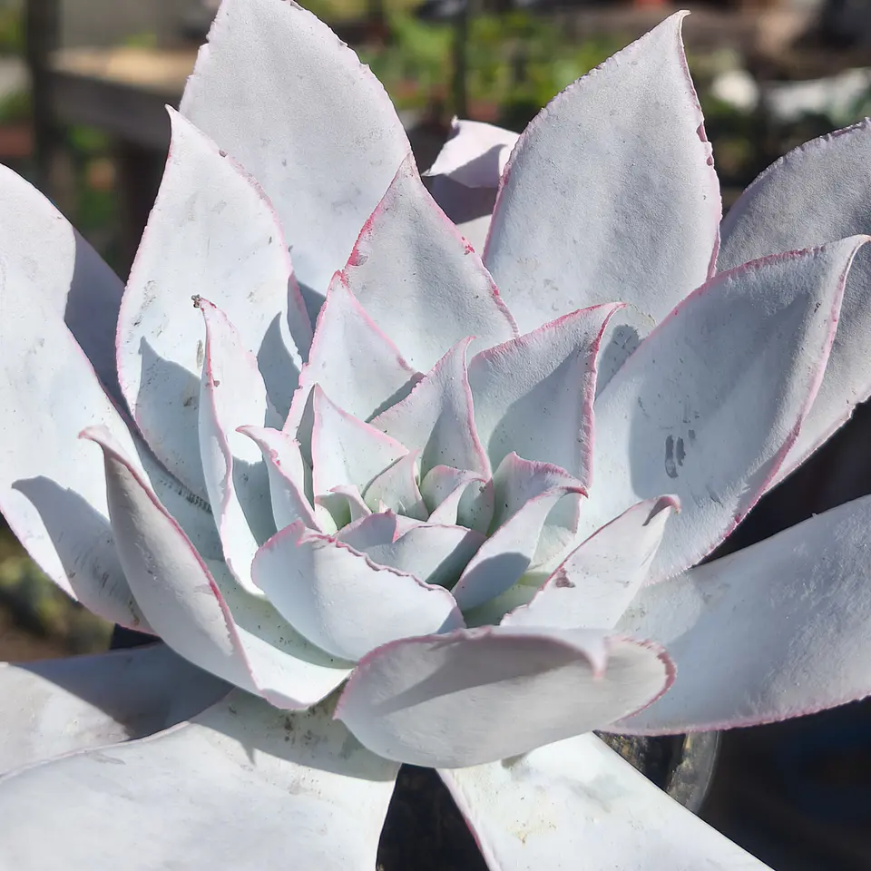 Echeveria Cante 5