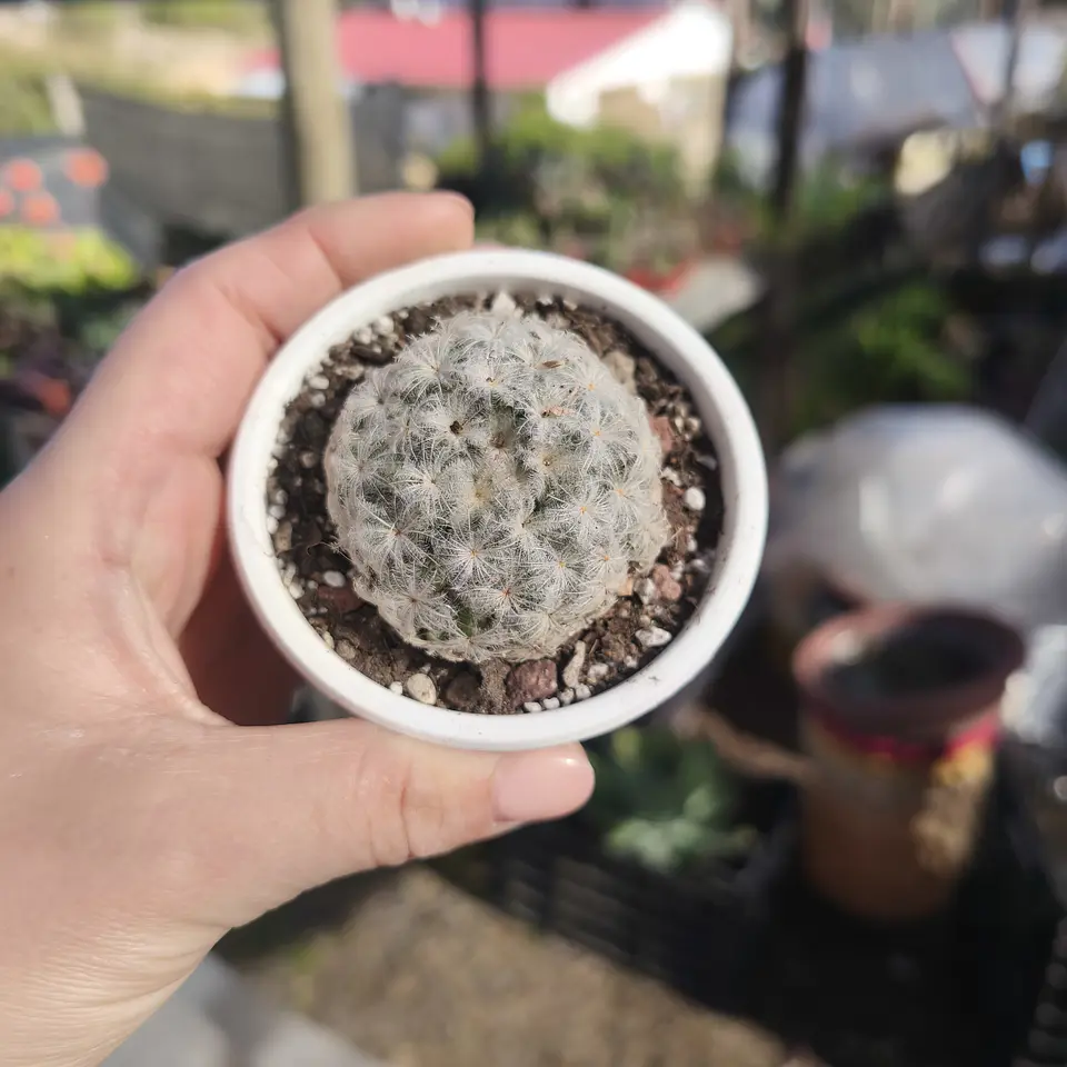 Mammilaria Plumosa  1