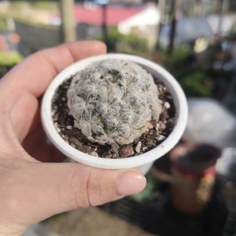 Mammilaria Plumosa  2