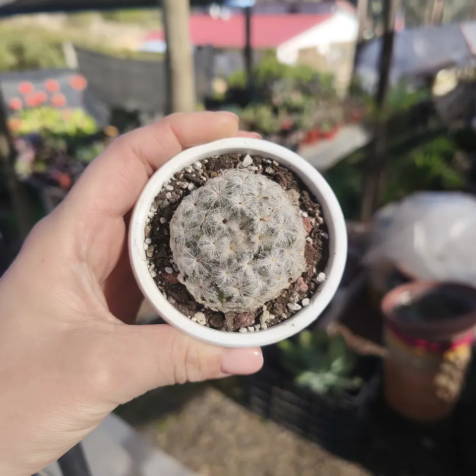 Mammilaria Plumosa  3