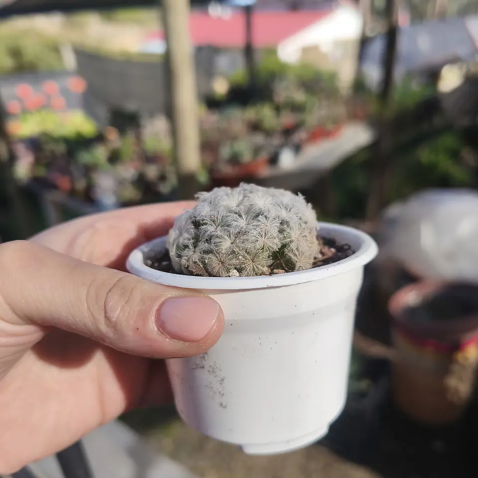 Mammilaria Plumosa  4
