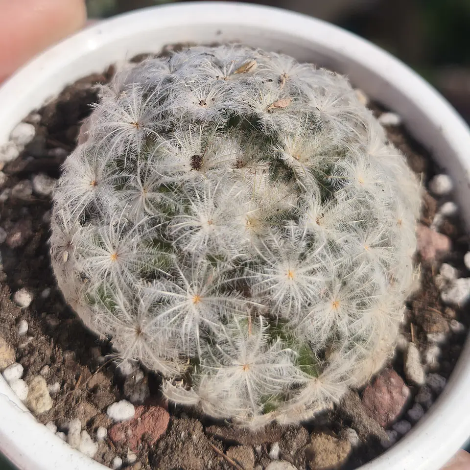 Mammilaria Plumosa  5