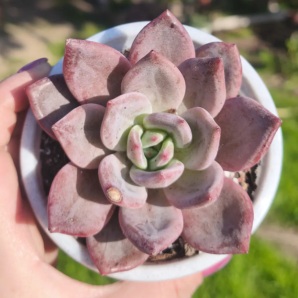 Echeveria Purple Champagne  1