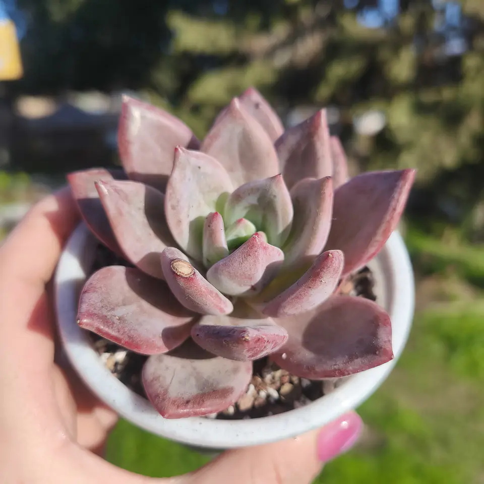 Echeveria Purple Champagne  3