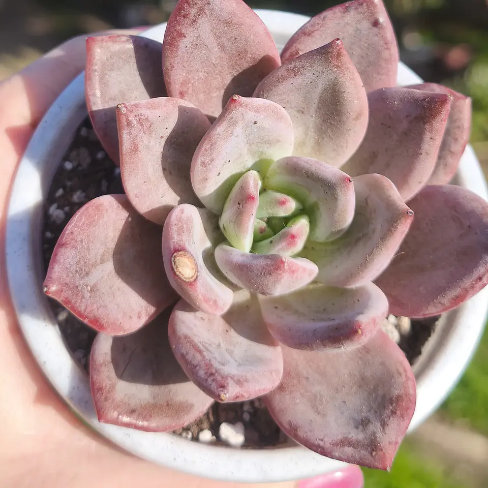 Echeveria Purple Champagne  4