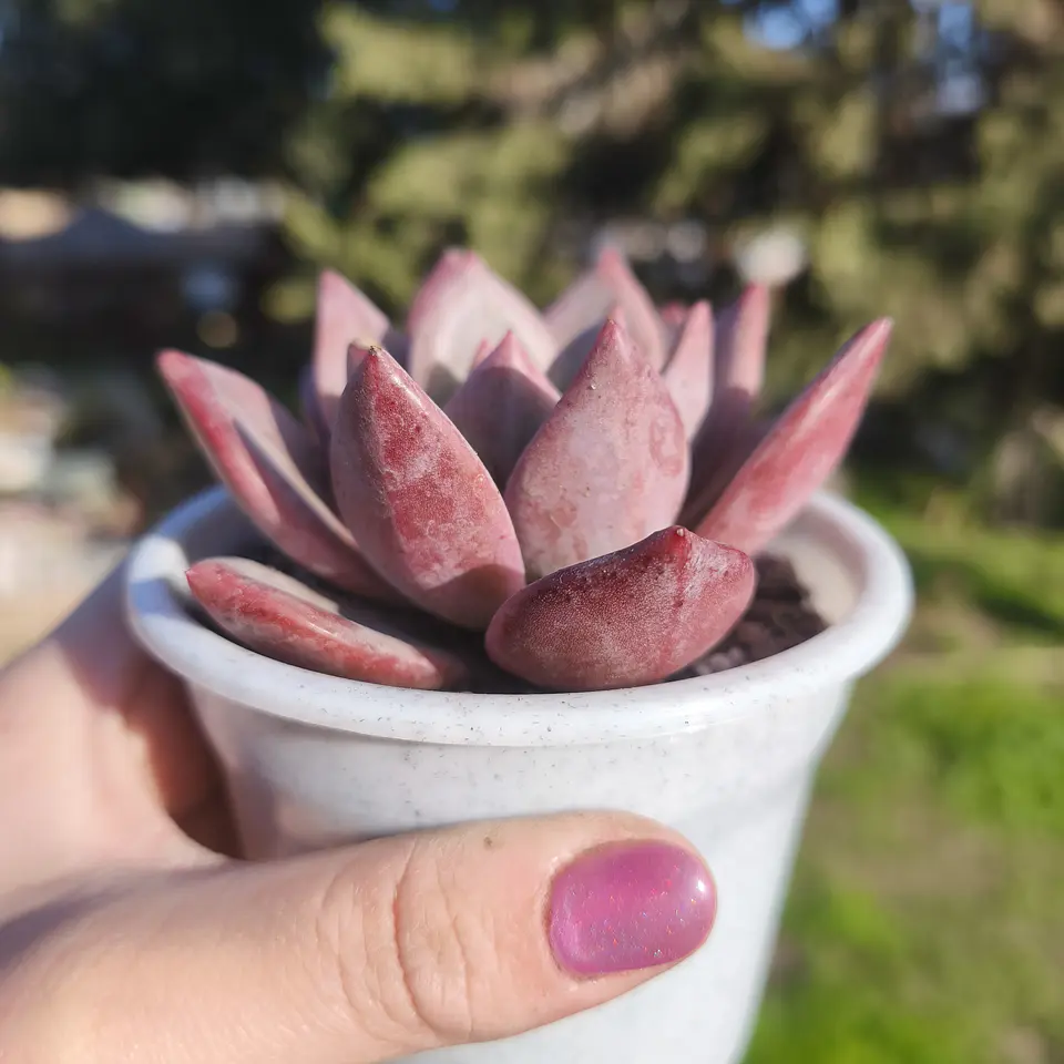 Echeveria Purple Champagne  5