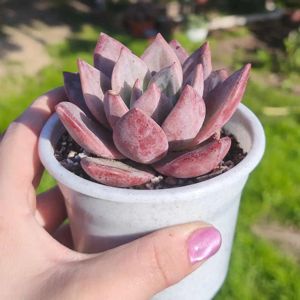 Echeveria Purple Champagne  2