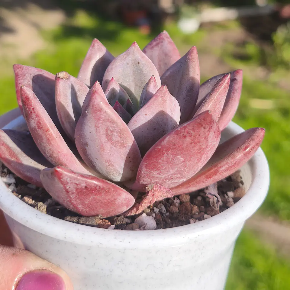 Echeveria Purple Champagne  6