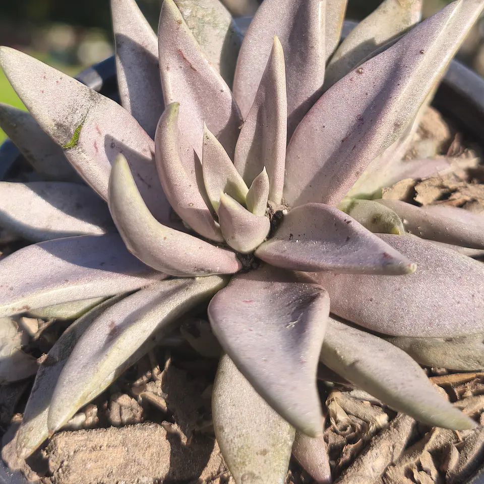 Echeveria bifida metálica  2