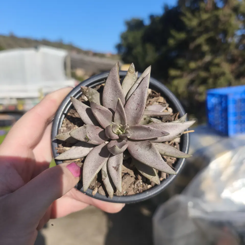 Echeveria bifida metálica  3