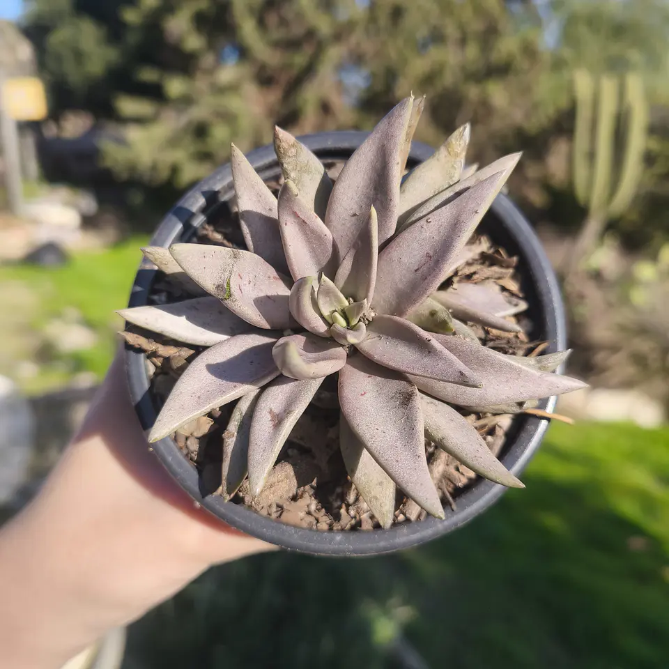 Echeveria bifida metálica  1