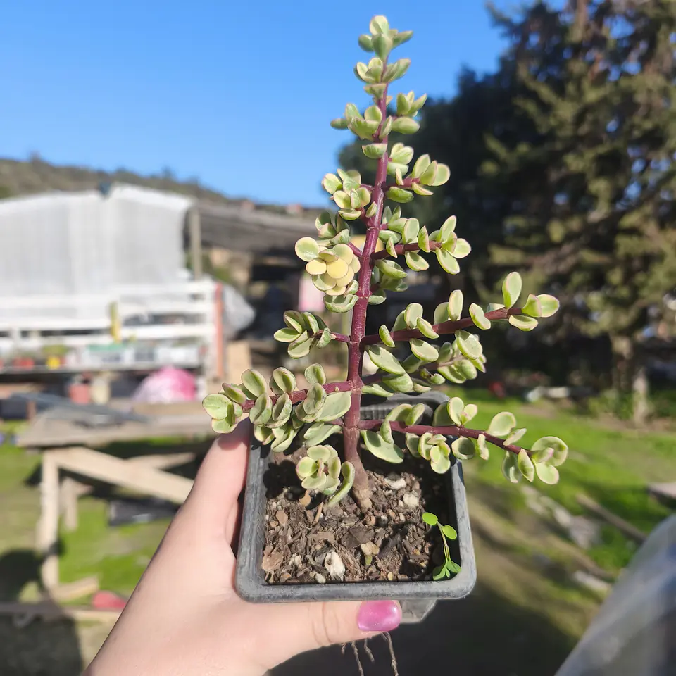 Portulacaria Afra Variegada 1