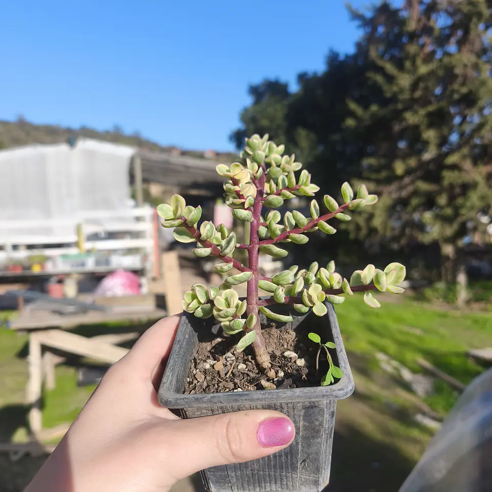 Portulacaria Afra Variegada 2