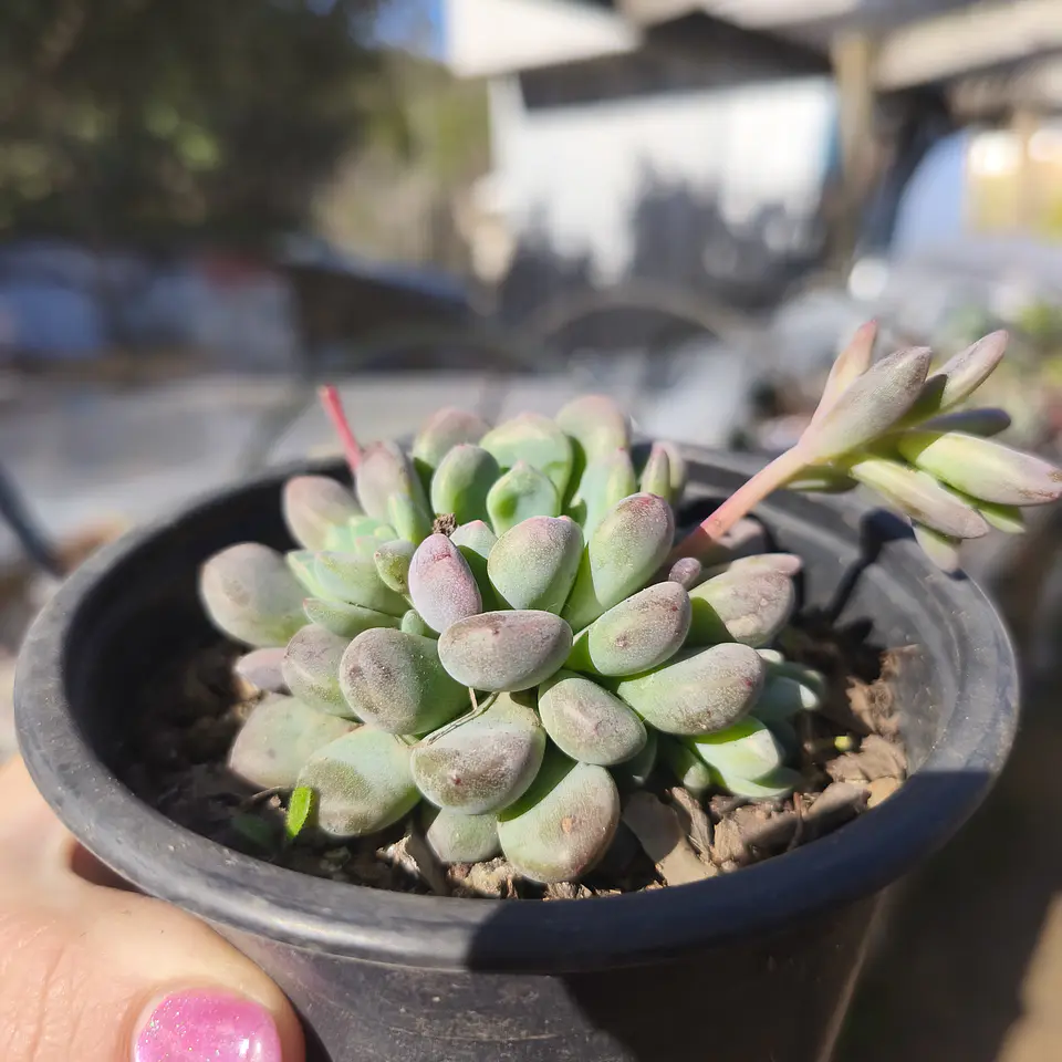 Echeveria cute beans  2