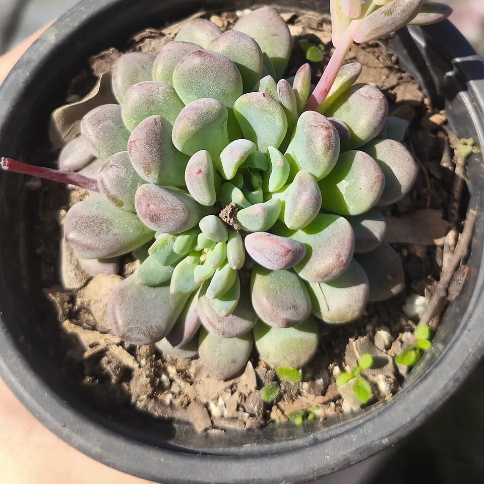 Echeveria cute beans  3