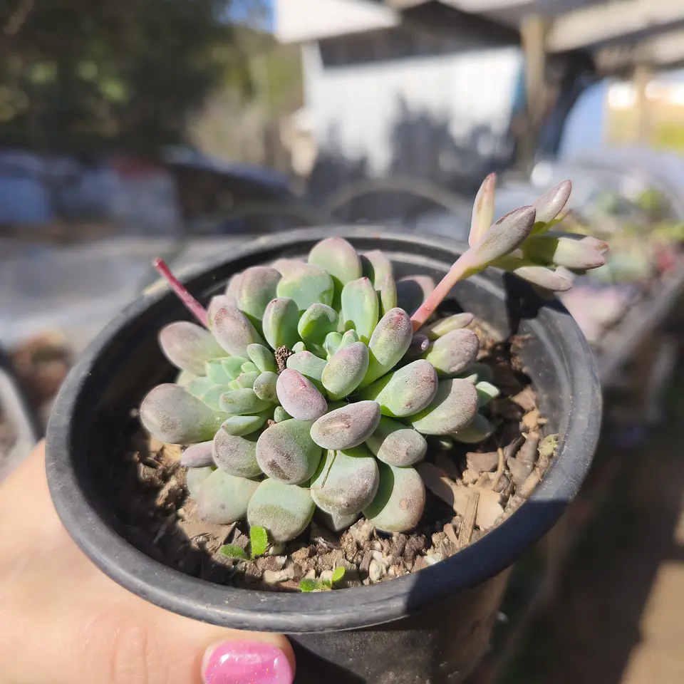 Echeveria cute beans  4