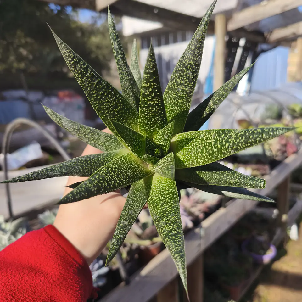 Gasteraloe beguinii 1