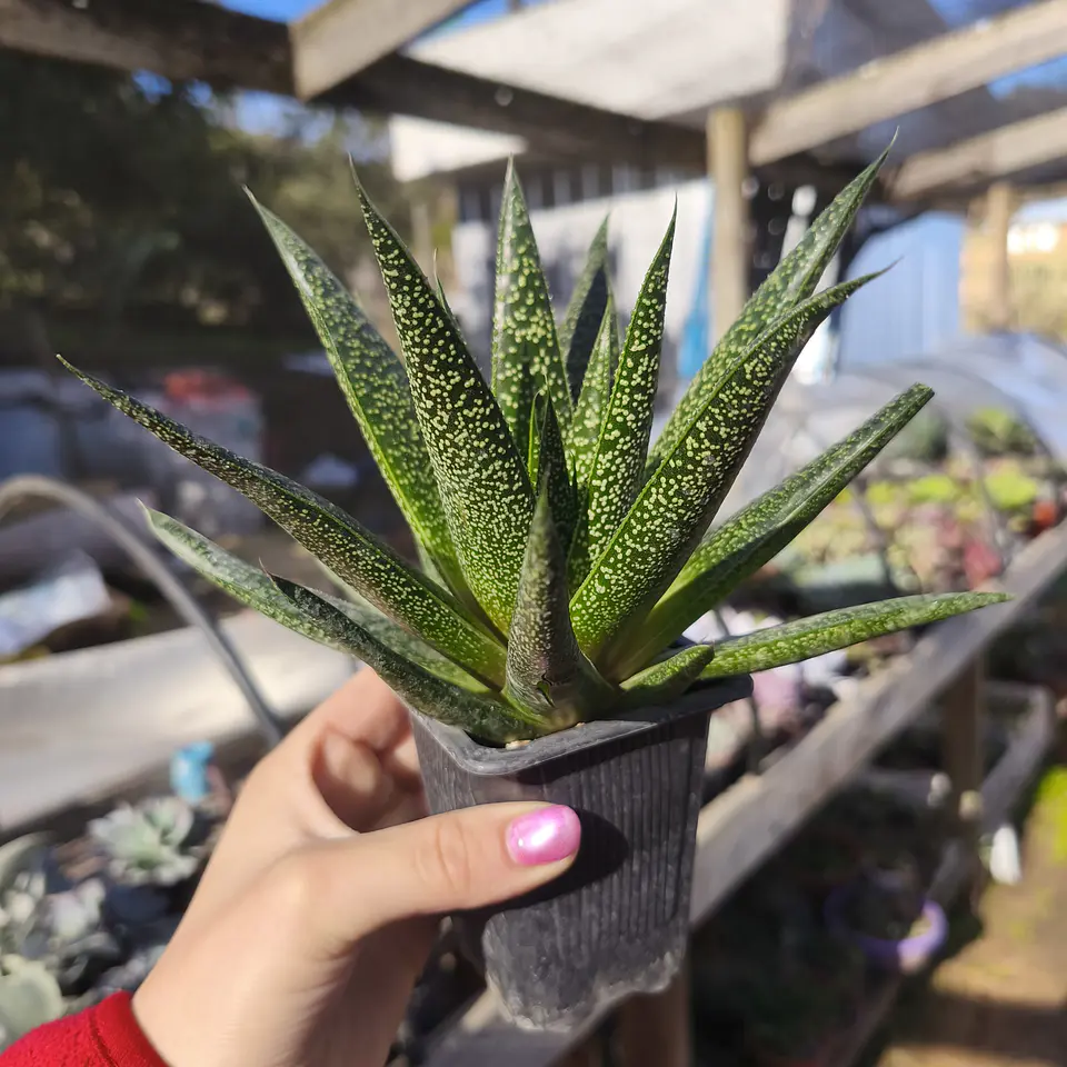 Gasteraloe beguinii 2