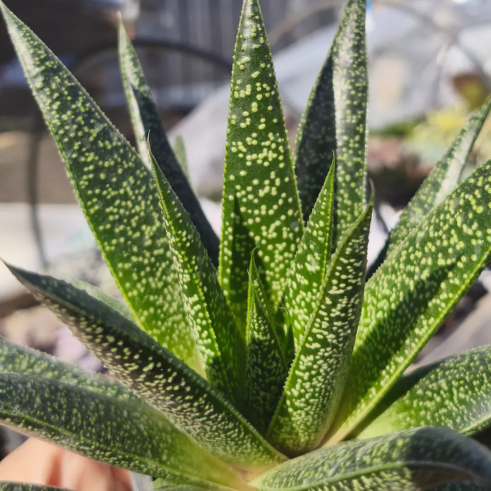 Gasteraloe beguinii 3