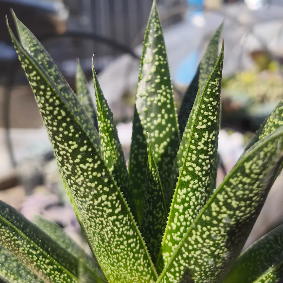 Gasteraloe beguinii 4