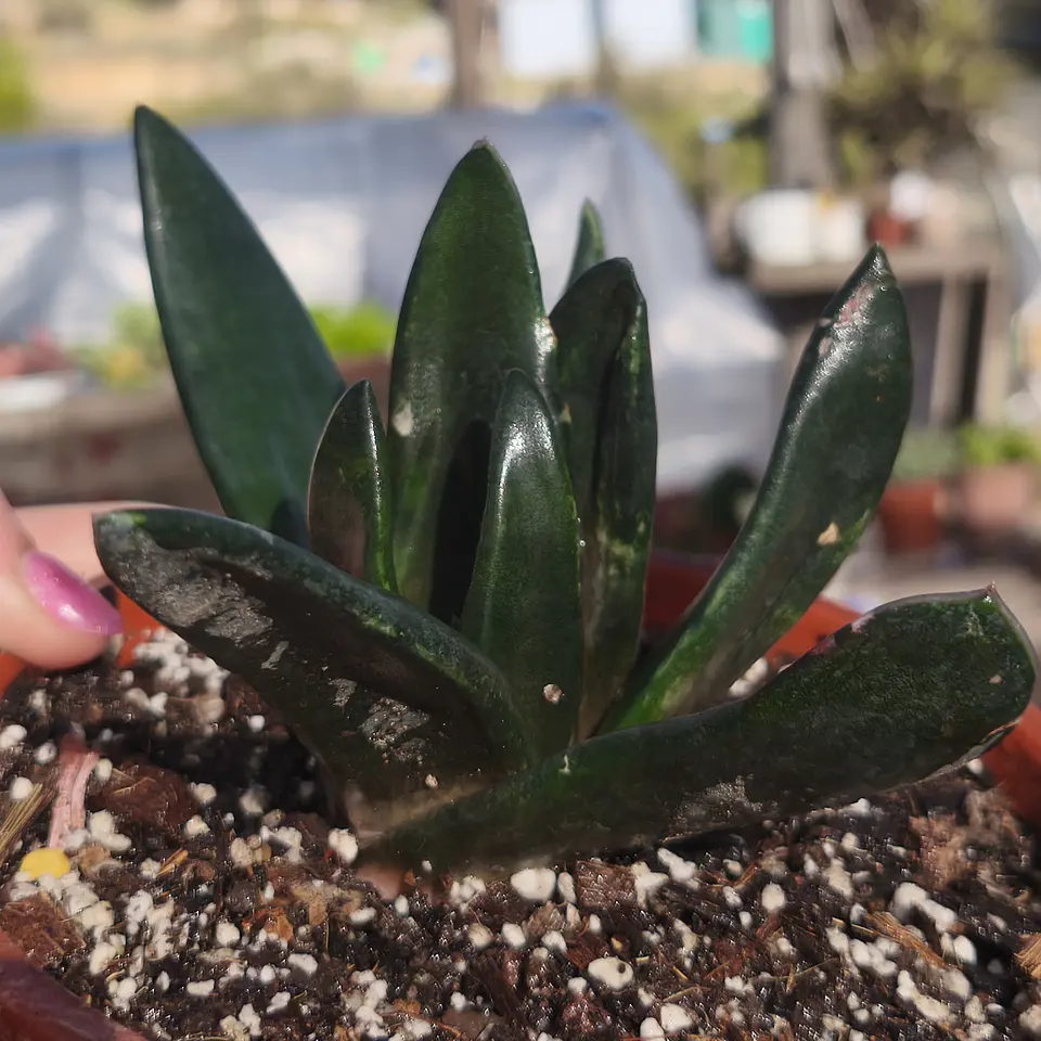 Gasteria Black Gem 1