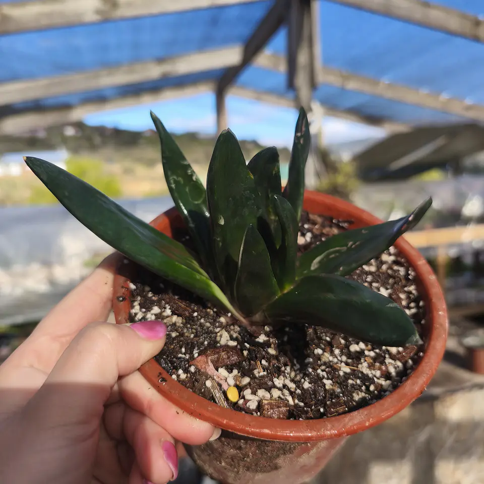 Gasteria Black Gem 2