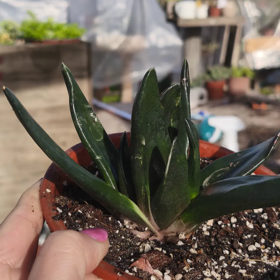 Gasteria Black Gem 3
