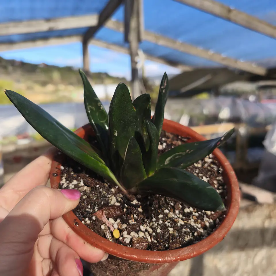 Gasteria Black Gem 4