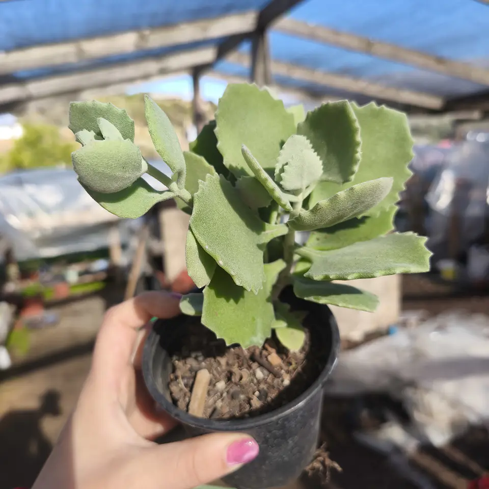 Kalanchoe Millotii 1