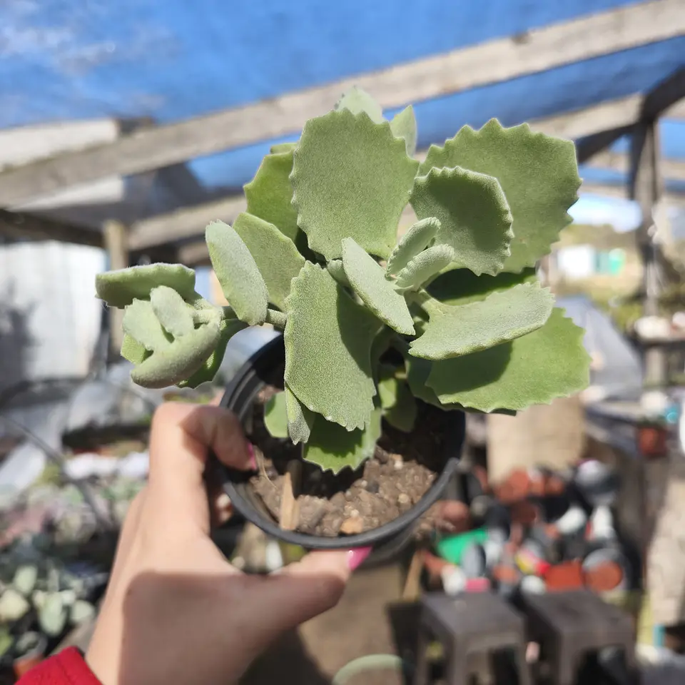 Kalanchoe Millotii 2