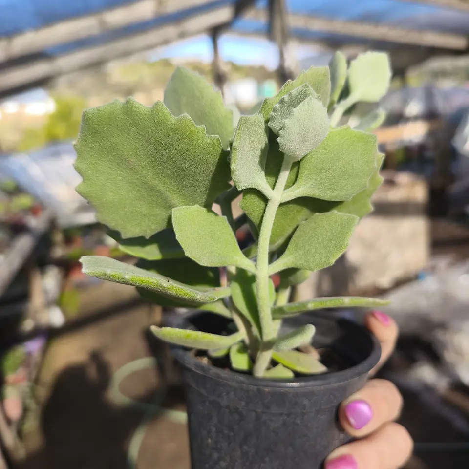 Kalanchoe Millotii 3