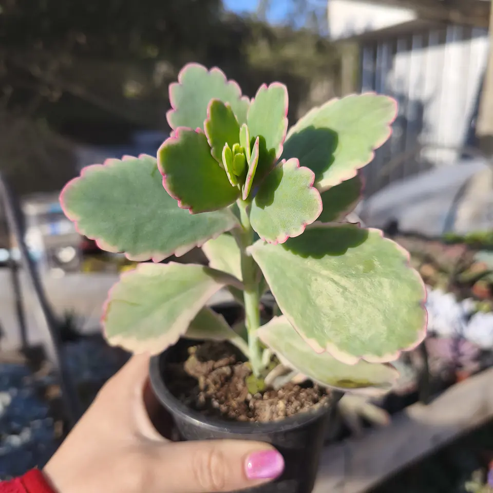 Kalanchoe fedtschenkoi variegada 1