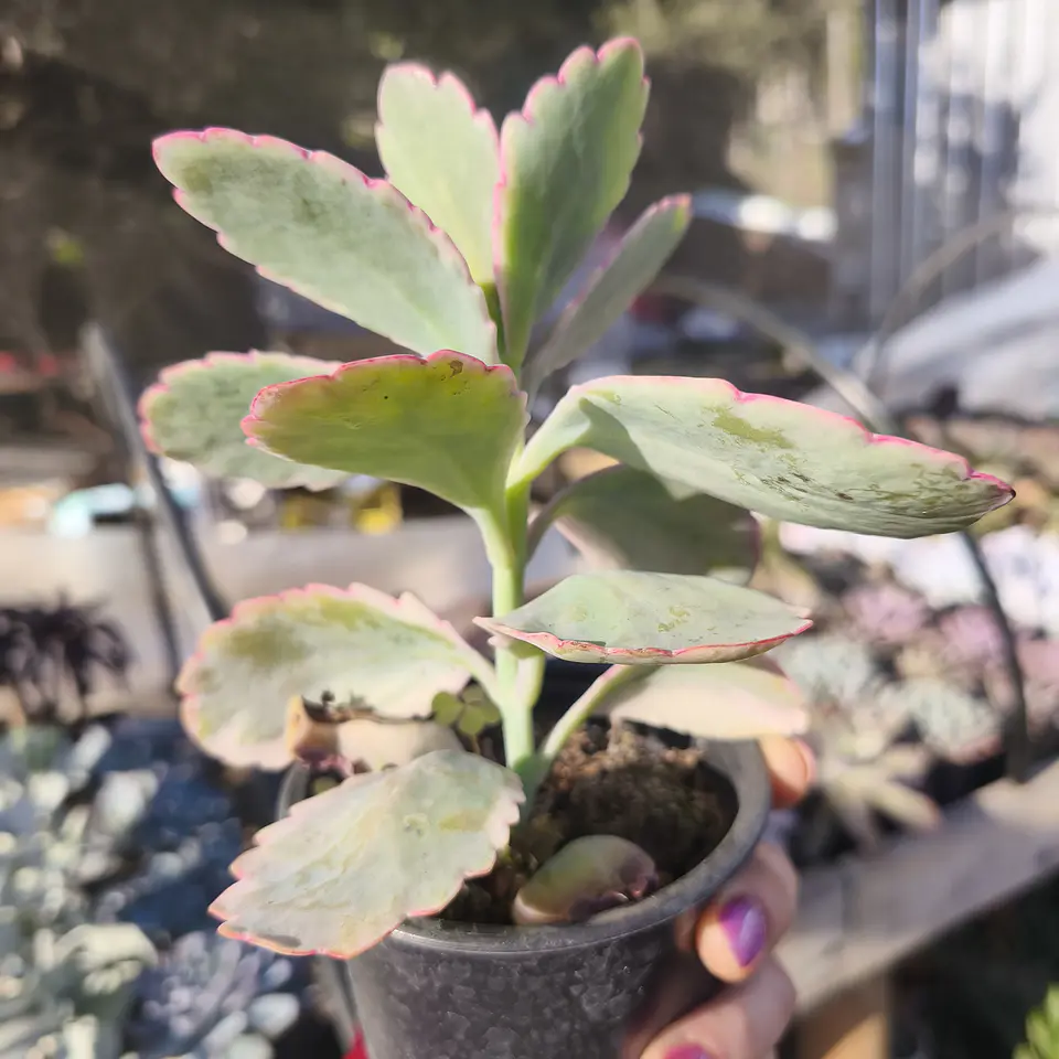 Kalanchoe fedtschenkoi variegada 2