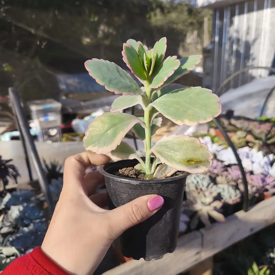 Kalanchoe fedtschenkoi variegada 4