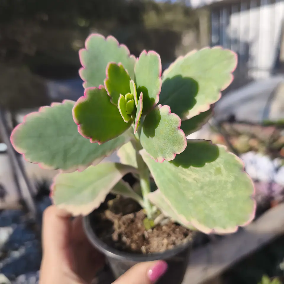 Kalanchoe fedtschenkoi variegada 3