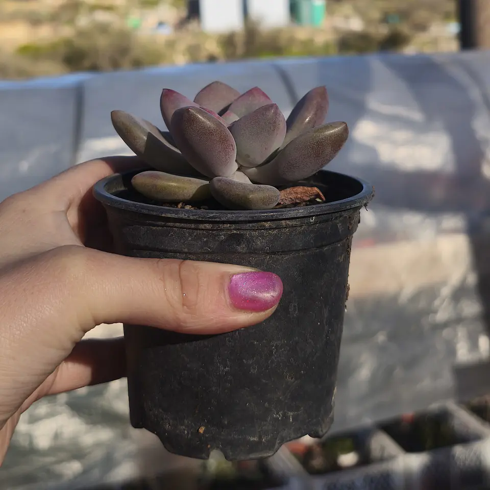 Graptoveria Opalina 2