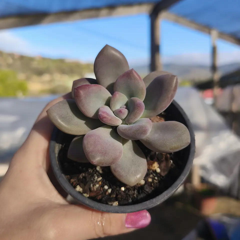 Graptoveria Opalina 3