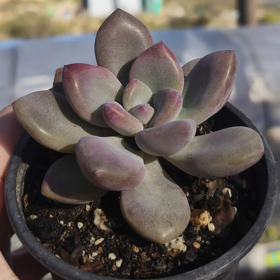 Graptoveria Opalina 1