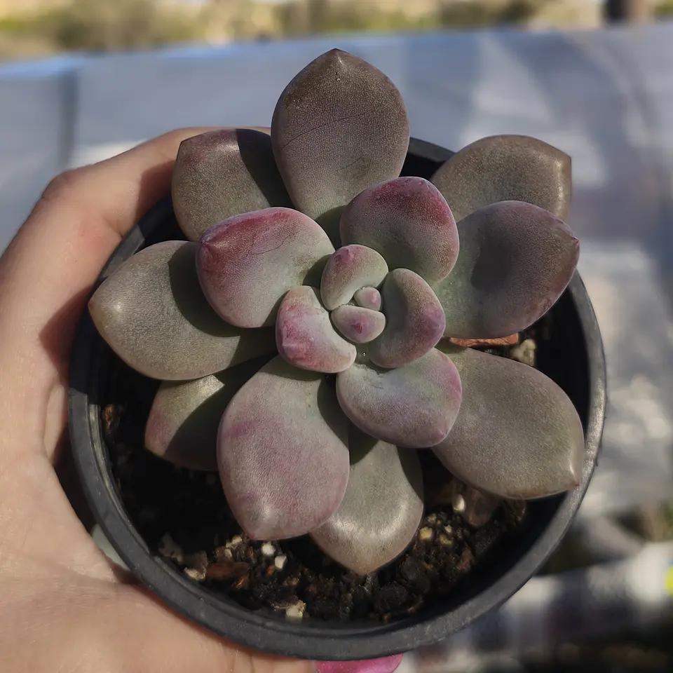 Graptoveria Opalina 4