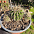 Echinopsis