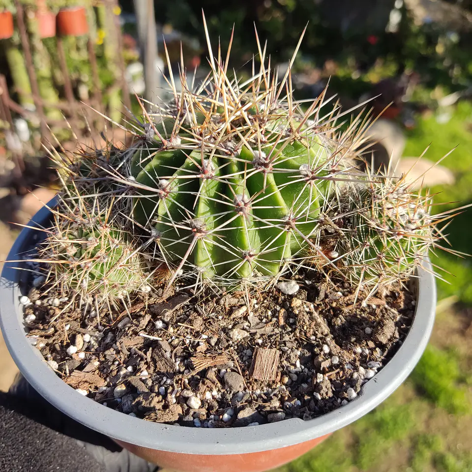 Echinopsis 1