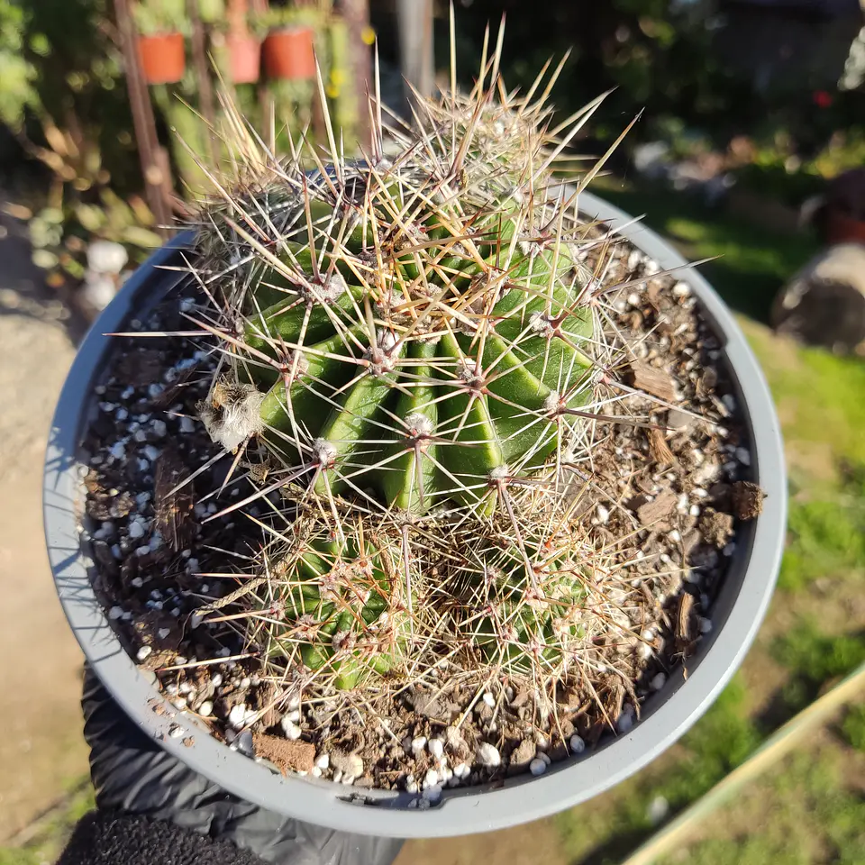 Echinopsis 2