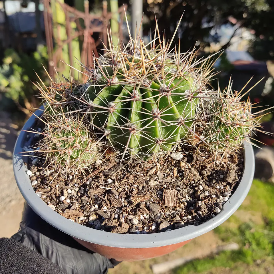 Echinopsis 3